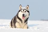 SIBERIAN HUSKY 225